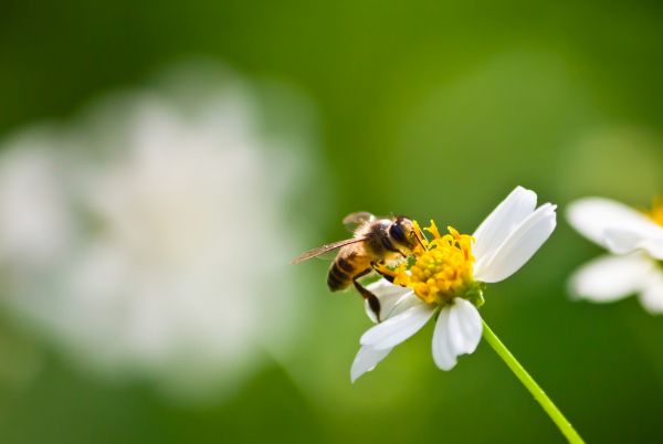nosemoza-ce-efect-poate-avea-asupra-albinelor