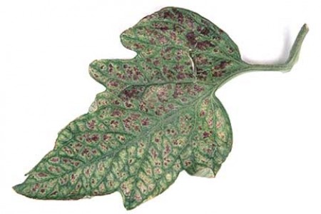 Deficienţe de nutriţie în cultura tomatelor. Carenţe de azot, fosfor, potasiu, magneziu sau bor la tomate.