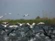 Recensamantul pasarilor salbatice din Delta Dunarii