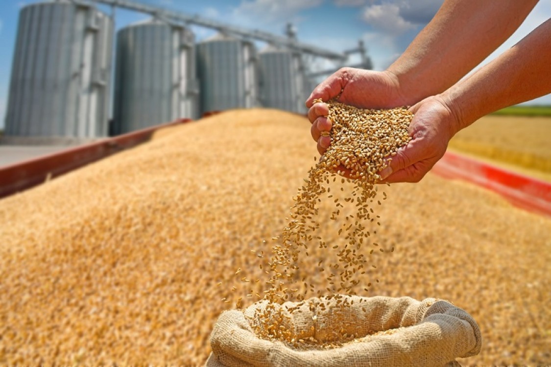Depozitarea cerealelor: reguli esentiale pentru pastrarea calitatii recoltei