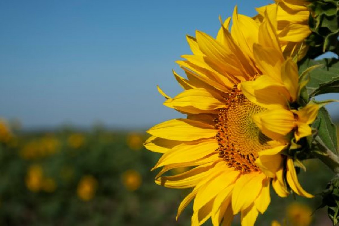 Anunt important pentru fermieri. Derogarile pentru neonicotinoide sunt in vigoare