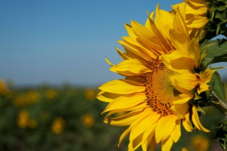 Anunt important pentru fermieri. Derogarile pentru neonicotinoide sunt in vigoare