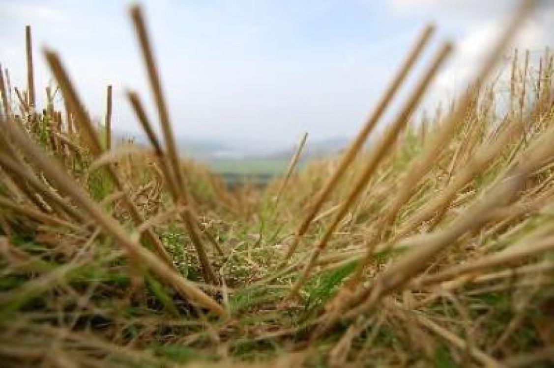 Paie si coceni de porumb pentru producerea de energie in Timis