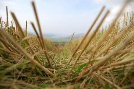 Paie si coceni de porumb pentru producerea de energie in Timis