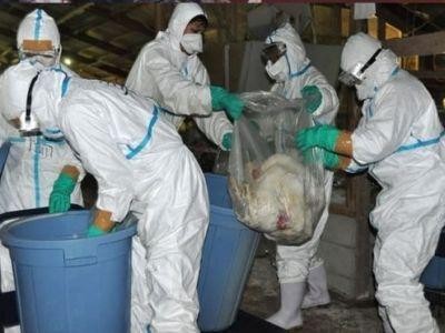 Noi reglementari privind activitatile de neutralizare a deseurilor animale