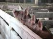 Banii pentru despagubirea fermierilor afectati de pesta porcina vor veni din fonduri europene si dupa rectificarea bugetara