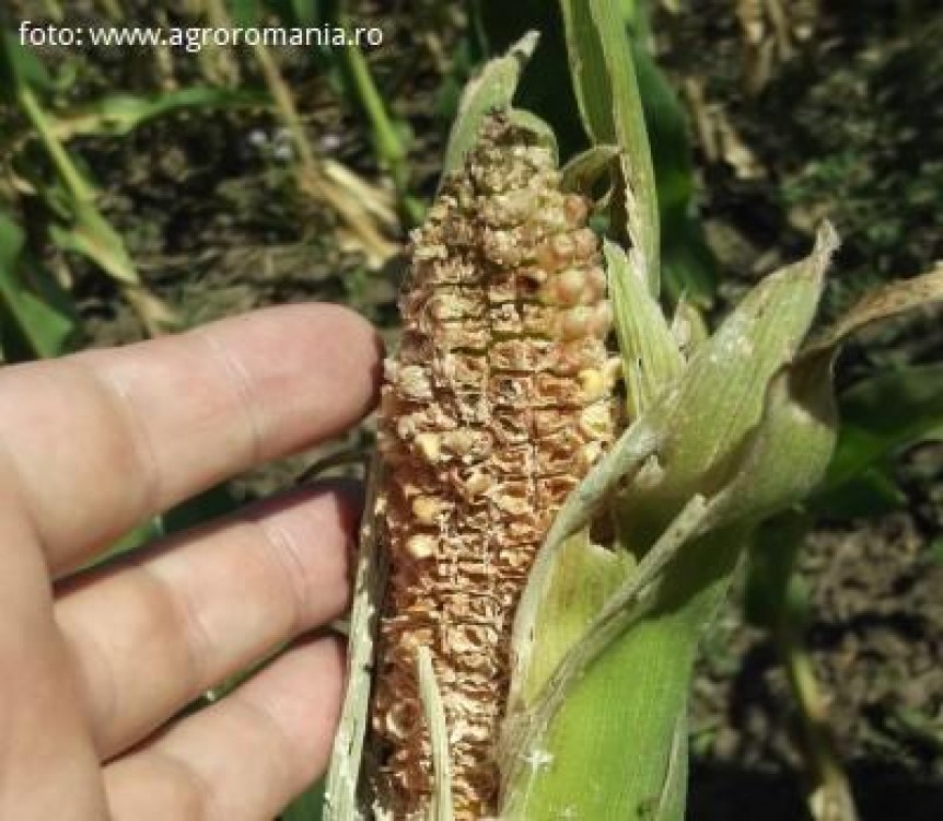 Pro Agro a depus dosarul pentru acreditarea fondului mutual