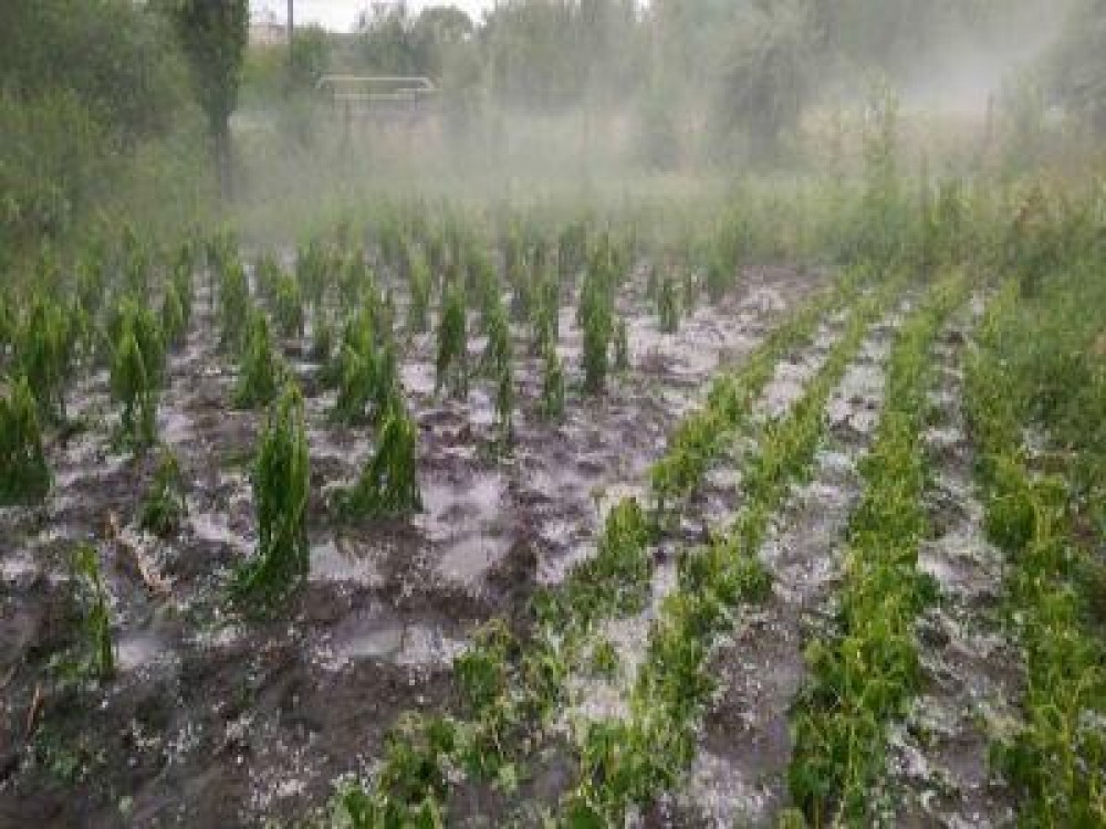 Peste 71 milioane de euro, pentru reducerea efectelor dezastrelor naturale si asigurarea productiei agricole