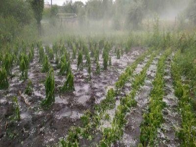 Primele plati compensatorii au ajuns la crescatorii de porci afectati de pesta porcina africana