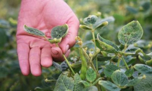 Daunele realizate de erbicidul dicamba, contestate de Bayer