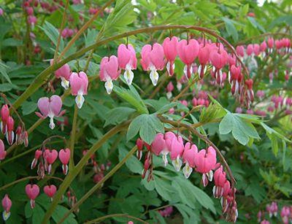 Dicentra, cea mai curioasa floare de gradina