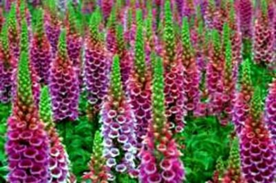 Tehnologia de cultura la degetelul rosu