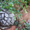 INEDIT Dioscorea elephantipes, planta broască ţestoasă