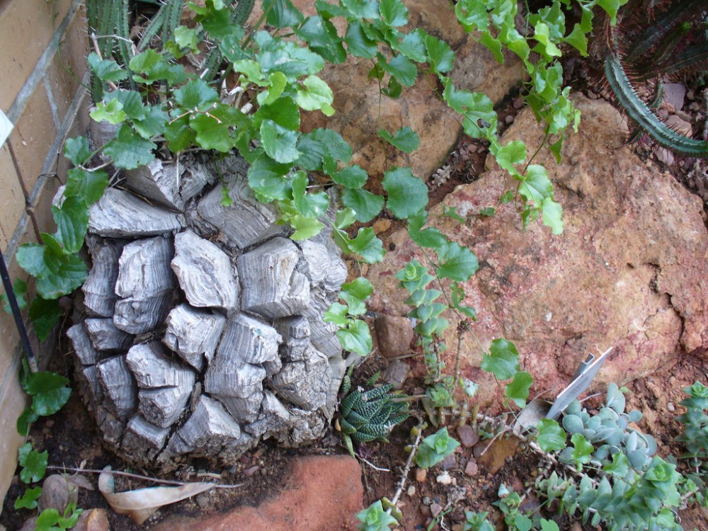 INEDIT Dioscorea elephantipes, planta broască ţestoasă