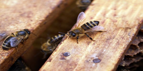 Diviziunea muncii in familia de albine