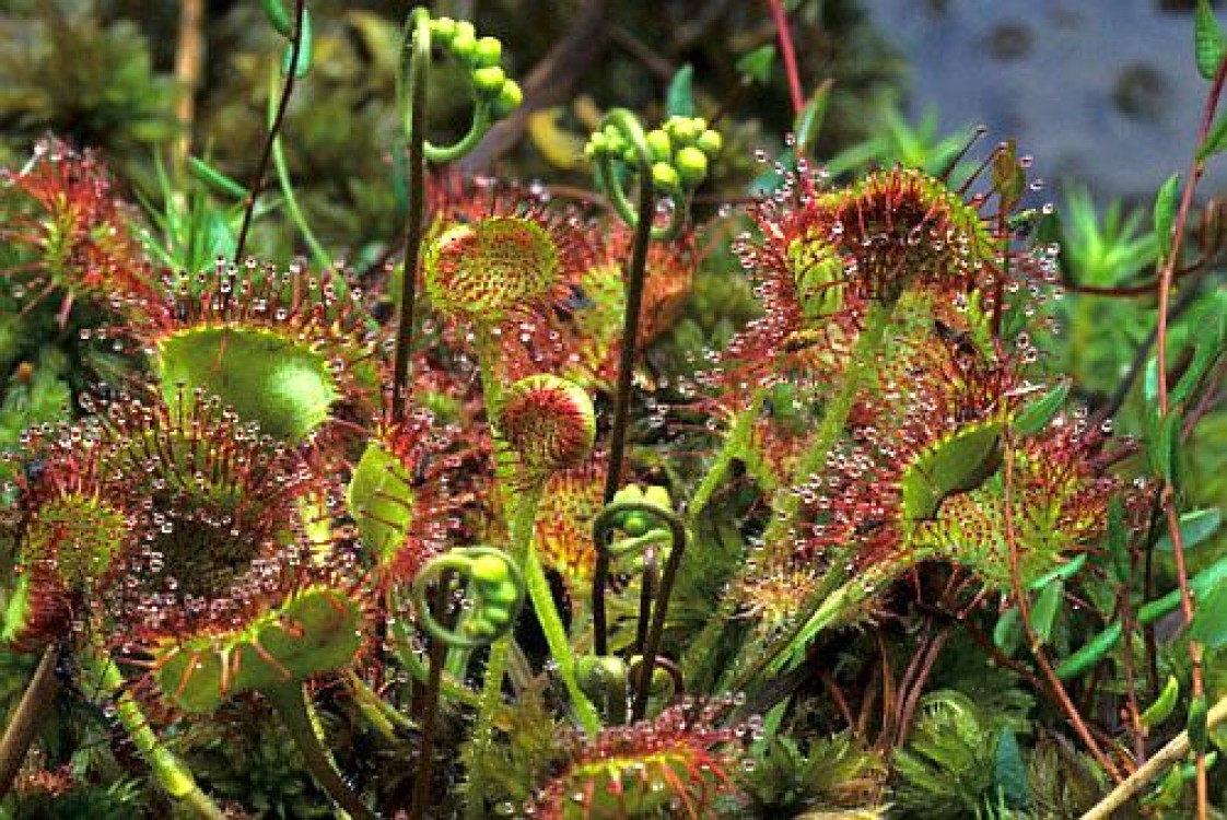 O planta carnivora made in Romania - Roua cerului - Drosera rotundifolia
