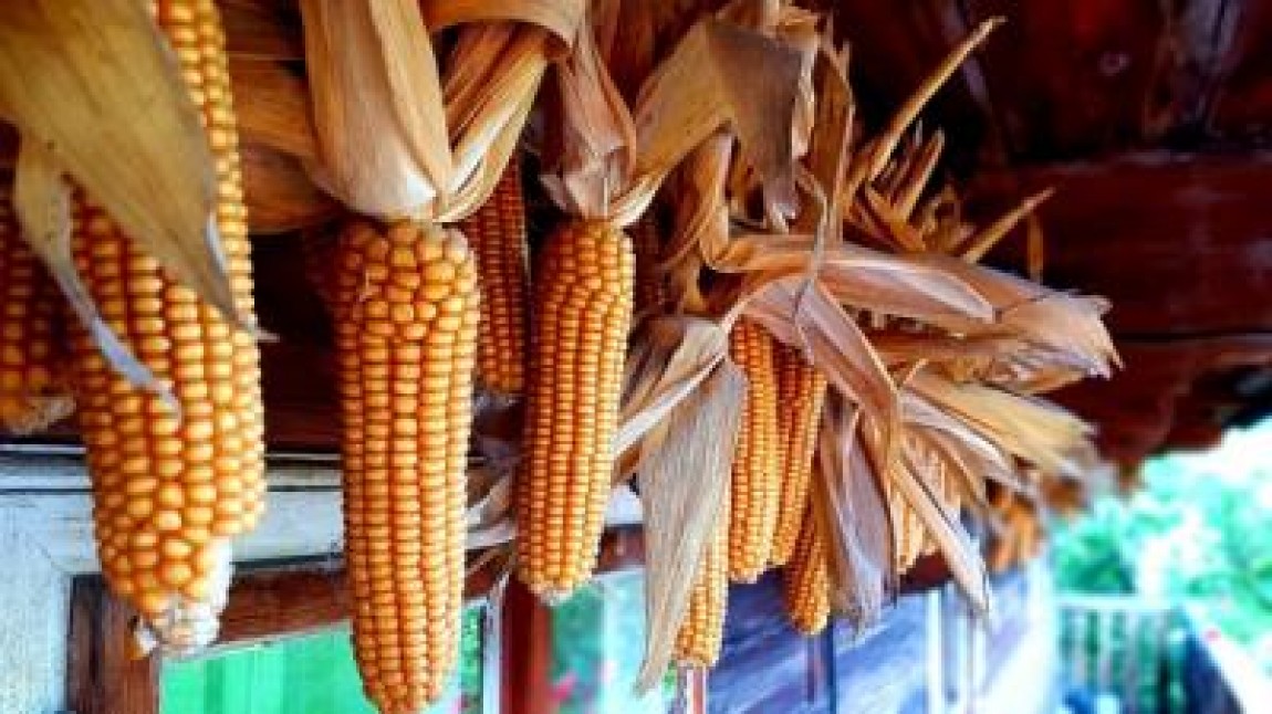 Romania exporta mai multe cereale in 2019