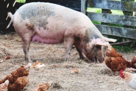 Avorturi spontane la porcine si gazare pentru pui, in SUA. Fermierii nu mai au cui sa vanda