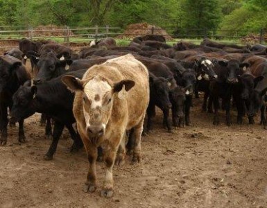 In atentia crescatorilor de animale si pasari din judetul Sibiu