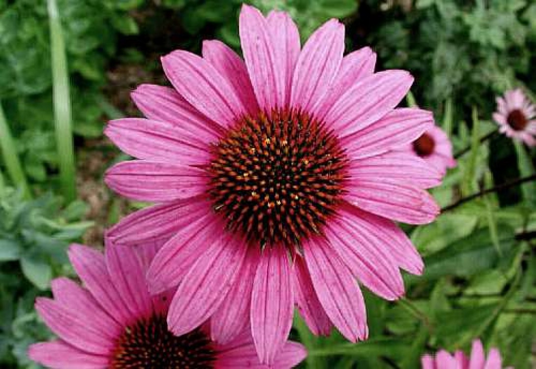 Echinacea - o planta miraculoasa care te ajuta sa slabesti