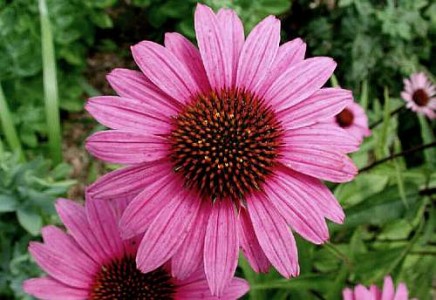 Echinacea - o planta miraculoasa care te ajuta sa slabesti