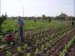 Romania propune infiintarea unei agentii europene pentru agricultura ecologica