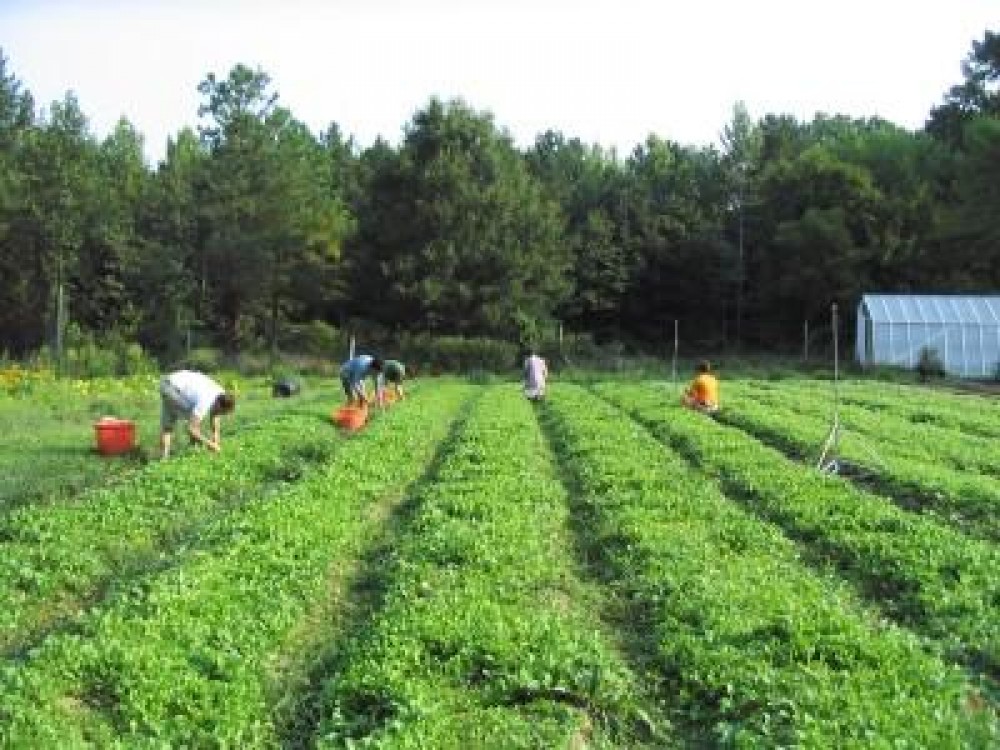 Proiect: Mai multi bani pentru agricultura ecologica