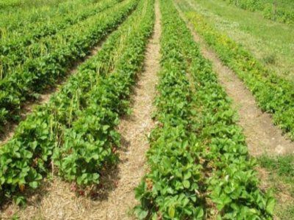 Conditii necesare obtinerii subventiei pentru agricultura ecologica