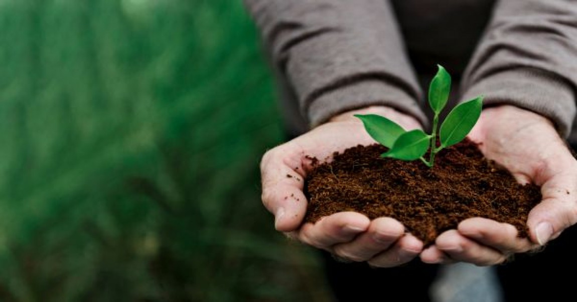 Agricultura ecologica, mult mai profitabila la export