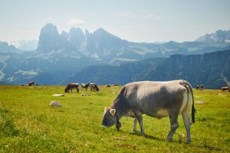 APIA: Ultimele zile pentru depunerea deconturilor la eco-scheme