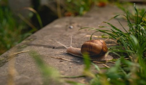 Ecosistemul melcului in ferme naturale