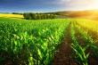7 Cele mai bune practici agricole pentru maximizarea randamentului culturilor tale