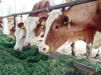 Efectivele de animale in judetul Sibiu, cifre actualizate in 2013