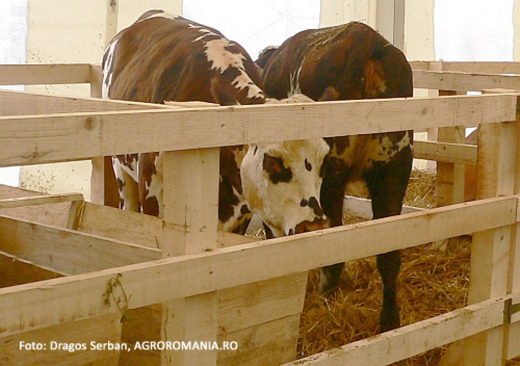 Ministrul agriculturii a discutat despre acordarea SUBVENTIILOR in zootehnie cu reprezentantii crescatorilor de bovine