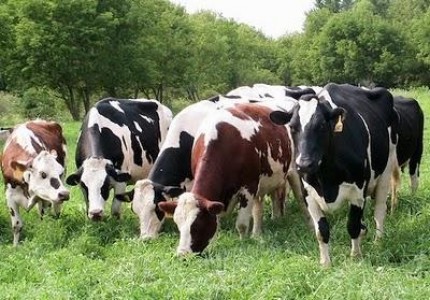 Statistici numarul de bovine in Romania, la 1 iunie 2012