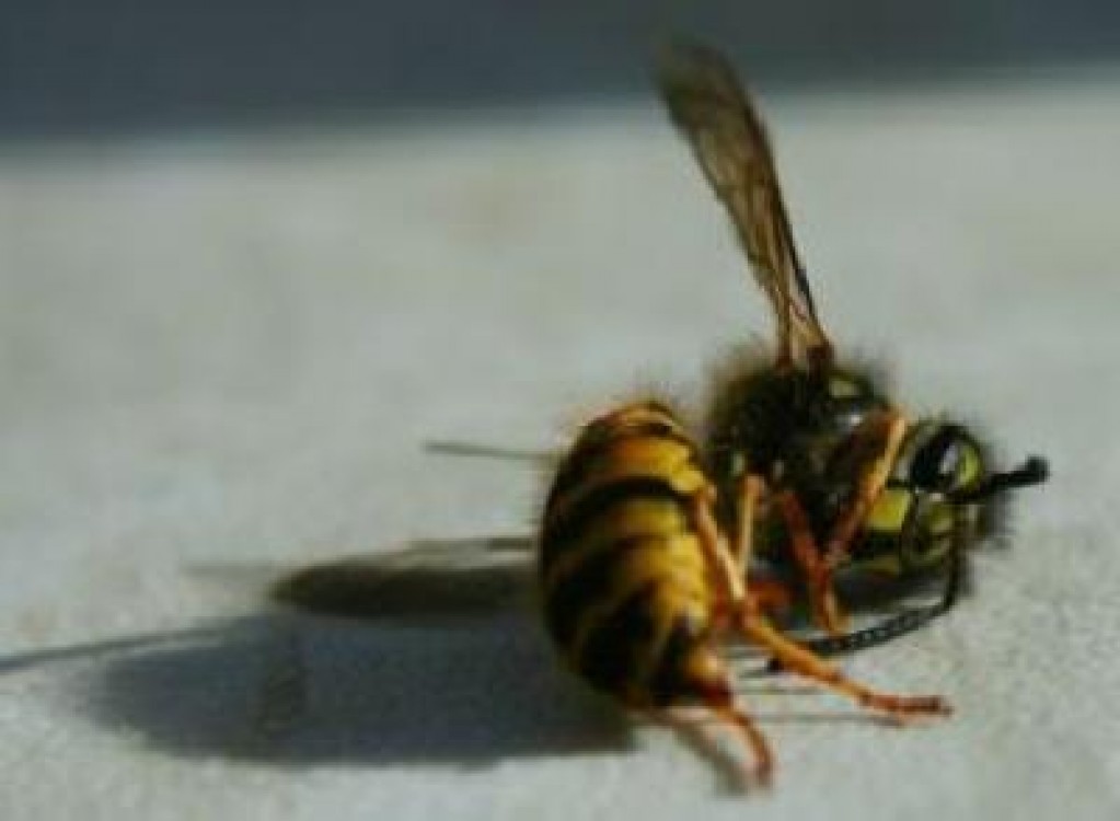 Folosirea pesticidelor va fi restrictionata de la 1 decembrie