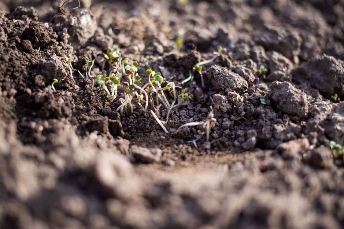 Eficientizarea activitatilor agricole: Motosape, motocultoare, remorci si tocatoare de resturi vegetale