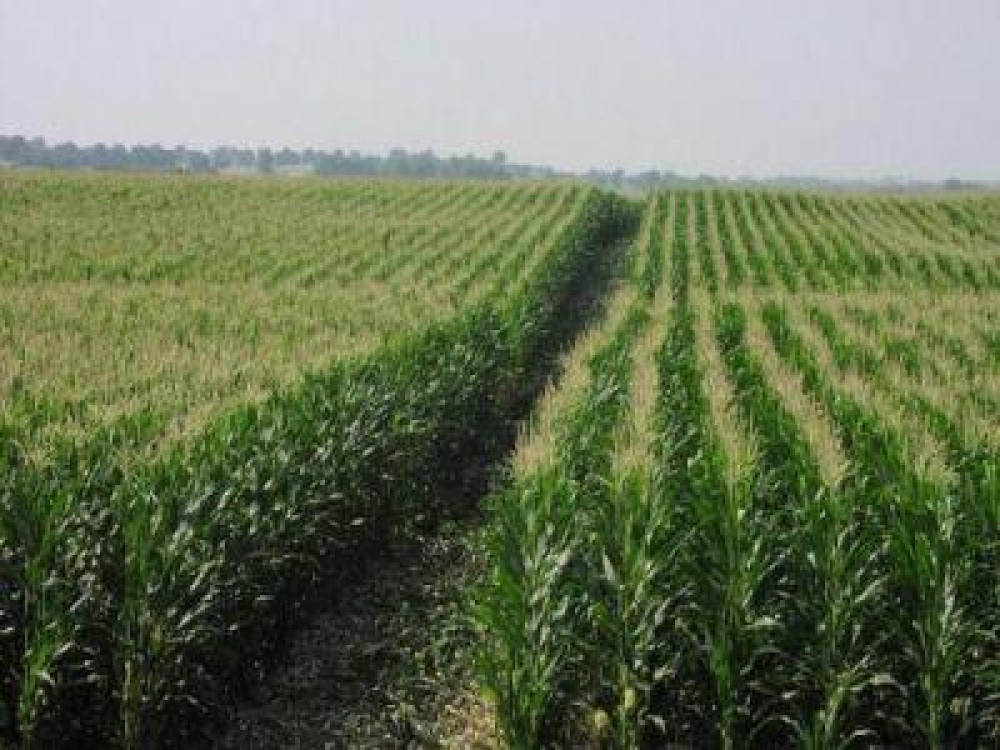 Cele mai noi date privind numarul si structura exploatatiilor agricole din Romania