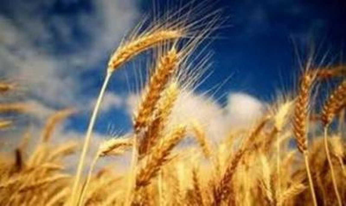 Exportul de cereale a contribuit la injumatatirea deficitului comercial al tarii