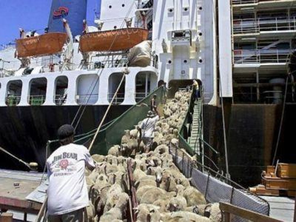 Valoarea exporturilor de animale vii a depasit 74 de milioane de euro in primul trimestru