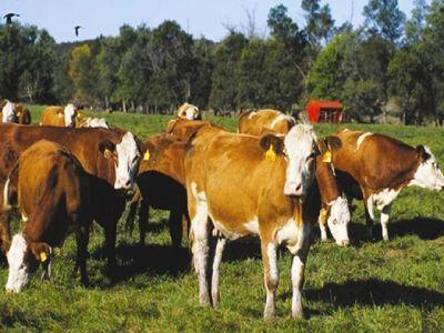 iordania-a-interzis-importurile-de-bovine-si-ovine-din-romania-din-cauza-bolii-limbii-albastre