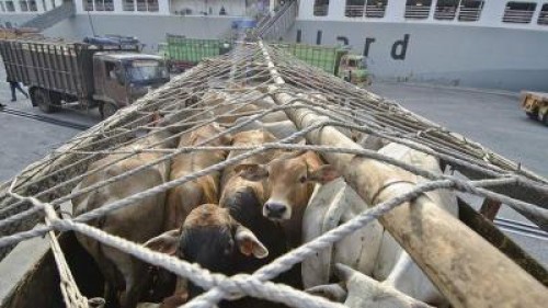 Fermierii romani vor putea exporta carne si cereale in Iran