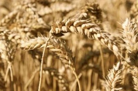 S-a dublat deficitul Romaniei in comertul cu produse agroalimentare