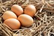 Factorii care influenteaza calitatea oului