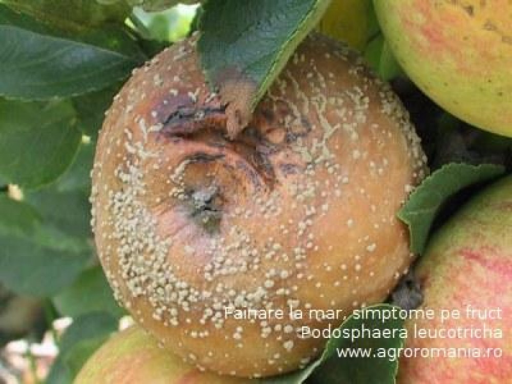 Program de protectie la mar impotriva aparitiei fainarii