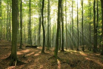 pndr-2014-2020-aduce-solutii-de-finantare-pentru-sustinerea-fondului-forestier