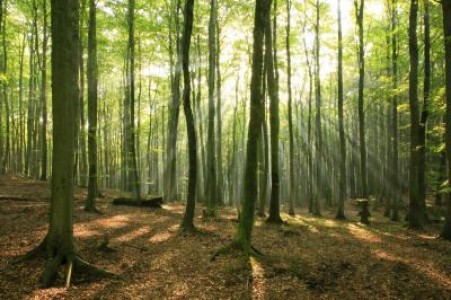 PNDR 2014 – 2020 aduce solutii de finantare pentru sustinerea fondului forestier