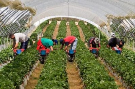 Valoarea ajutorului de minimis pentru vanzarea lanii in 2019