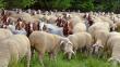 Crescatorii de pui, oi, capre si porci pot obtine peste 286 de milioane de lei