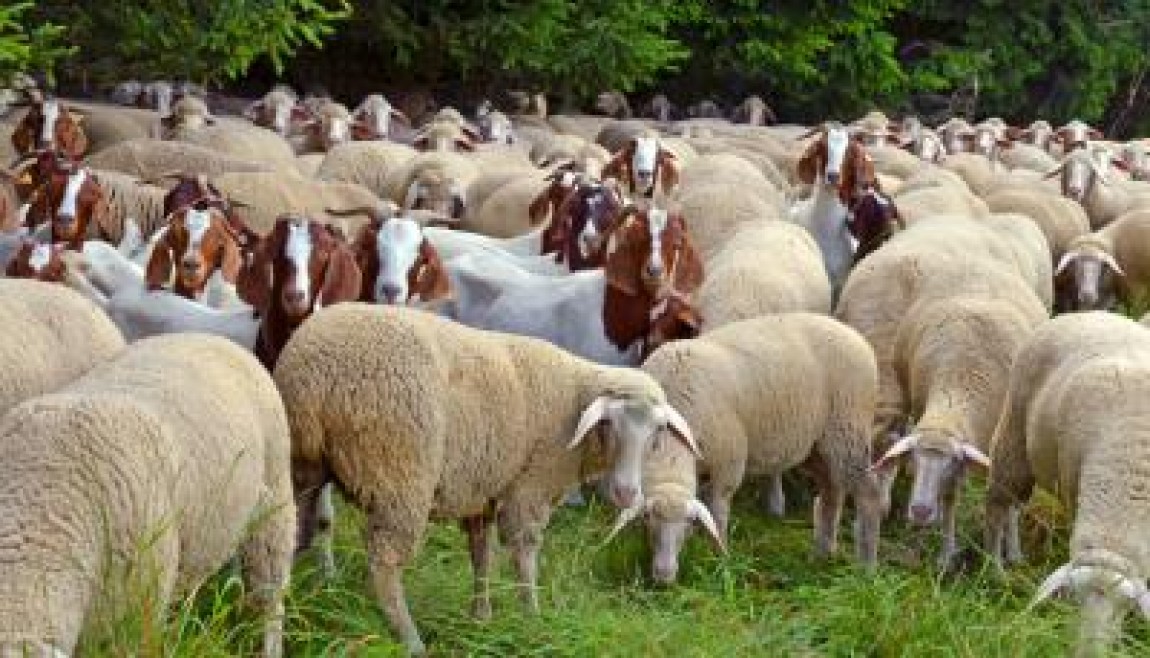 Crescatorii de pui, oi, capre si porci pot obtine peste 286 de milioane de lei